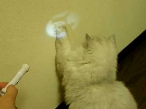 追いかける猫