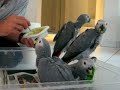 - Bis zum 60. Tag wurden die Küken auschliesslich von den Elternvögel gefüttert.- Ab 61. Tag Handaufzucht, werden zwischendurch aber auch immer vom Vater noch gefüttert.