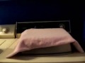 Is Your Cat This Spoiled? Is Your Cat This Spoiled?