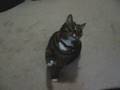 MeowMeow strikes back!