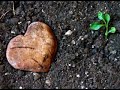david-de-maria-amor-multiplicado-por-dos.html