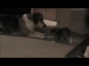 Boomer Dog and Heidi Cat