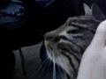 StalkingCats Intro