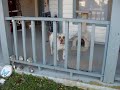 Stray dog in need of Urgent Care
