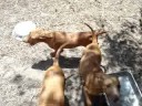 MACHO BUCK , X GAME DOGS MACHO BUCK , X GAME DOGS