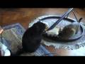 videos de Kitty, Quinty en Speedy Gonzales.mpg