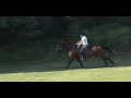 Jumper Derby show horse Jumper Derby show horse