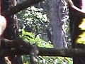 White-bellied Woodpecker (Dryocopus javensis)