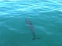Marino Ballena Dolphin Tour
