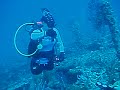 Tenneco Towers dive - Goliath grouper