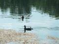 videos de Der Vogelgrippensong