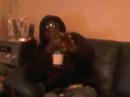 direct debit chilling
