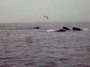 whales circle feeding on County Prep trip whales circle feeding on County Prep trip