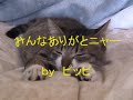 ピッピ♪ pippi