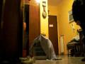 necchi e gli uccelli.MOV