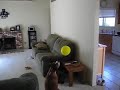Twitch, my Crazy Boxer dog with a ballon