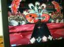 Sdo China - Peerles - Darin - Full Combo - Lvl 7 Sdo China - Peerles - Darin - Full Combo - Lvl 7