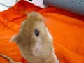 Gerbille-Girby Gerbille-Girby
