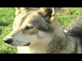 Wolfdog