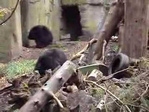 sloth bear