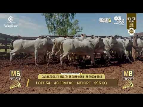 9� MEGA LEIL�O DA MB LEIL�ES