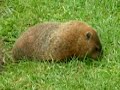 Groundhog supper