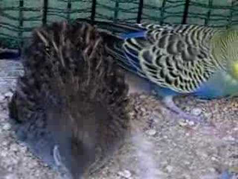 quail and budgie sand bath