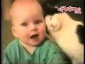 mira que son pelotudos los gatos   