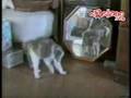 Mira que son pelotudos los gatos...