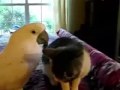 Kiss My Ring.flv