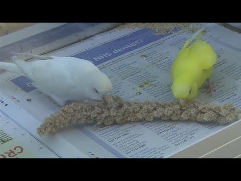 how to care budgies