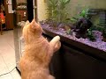 le chat et les poissons...
