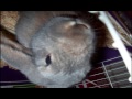 Cute Pet contest entry Cute Pet contest entry