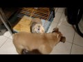 Mon lapin et mon Bulldog Anglais
