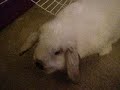 HI im sfonts. and this is bella!