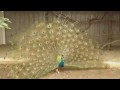 peacock.wmv
