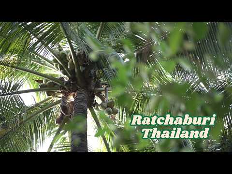 Ratchaburi Aromatic Coconut มะพร้าวน้ำหอมราชบุรี