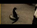 cute kitty-roomba driver cute kitty-roomba driver