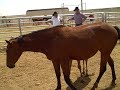 Rounding up the horses at the Babbitt Ranch