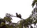 videos de Casal de maritacas video I