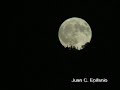 El buho canta a la luna El buho canta a la luna