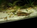 spermatophore deposition spermatophore deposition