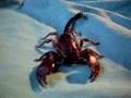 Red Claw Scorpion
