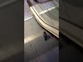 Fekin lazy pigeon rides escalator