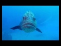 Trailer "OCEANWORLD 3D"  