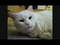 Милые котики зевают