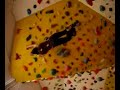 Bouldering Wonderland