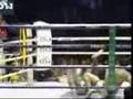 tomoy kelate vs tomoy thai
