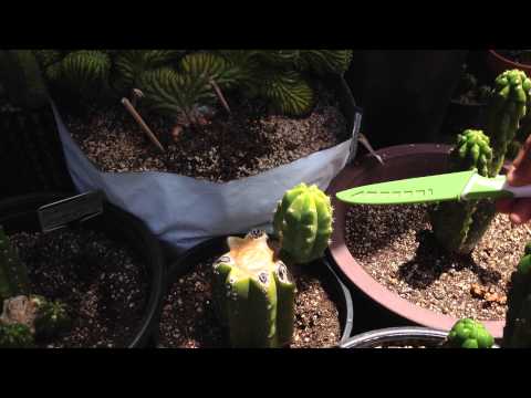 how to transplant san pedro cactus