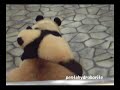 panda baby on his mother